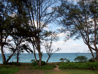 Grass field with sand pathway leading to the ocean surrounded by plants and trees