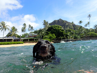 Close-up of Black retriever Dog as he swims in the water at Makalei Beach