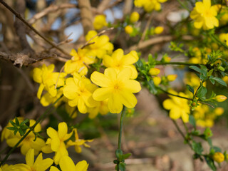 Ornamental yellow flowers with green and brown leaves at sunrise in spring.