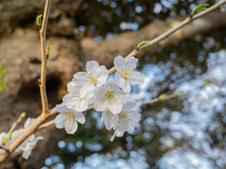 Pink and white cherry blossoms with yellow pollen in the center, green leaves and blue sky in early spring.