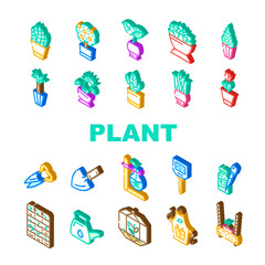 Potted Plant And Care Accessories Icons Set Vector. Sansevieria Trifasciata Citrus Tree, Monstera Deliciosa And Buxus Sempervirens Potted Plant. Florarium Equipment Isometric Sign Color Illustrations