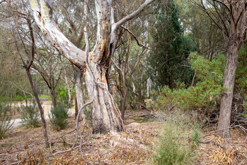eucalyptus tree in dry australian landscape