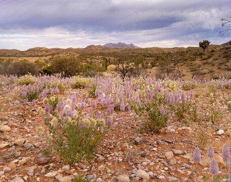 pink ulla mulla flowers with mt sonder in the distance at tjoritja - west macdonnell national park of the northern territory