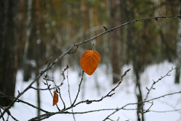 A preserved withered leaf on a bare tree branch in a winter forest