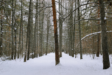 Alley of dead pine trees in winter forest