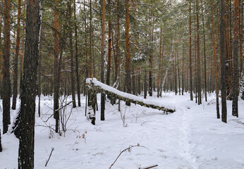 Pine winter snowy forest on a cloudy frosty day