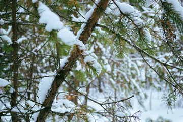 The trunk of a young pine tree and a branch with green needles under a hat of snow in a winter forest
