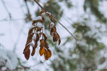 Withered rowan leaves on a branch on a blurred forest background
