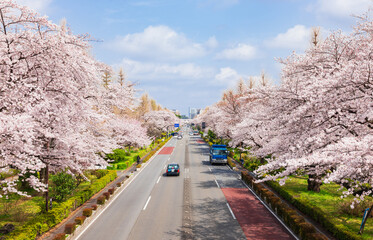 国立市　桜満開の大学通り