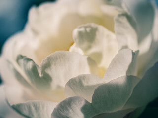 Close up of a white flower