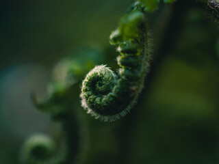 close up of fern leaf