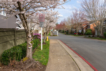Neighborhood Spring blooms and homes in Kent Washington.