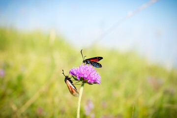 Scarlet tiger moth on clover flower close up.