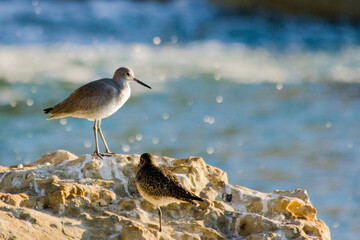 Sandpiper Rock