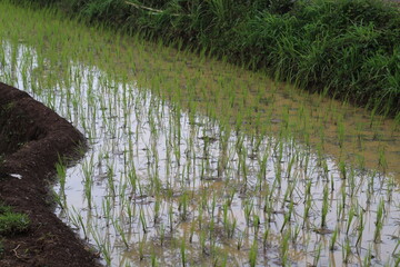 Fototapeta premium new rice plants planted by farmers