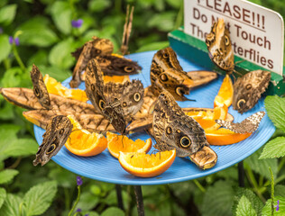 Butterflies feeding on orange slices.