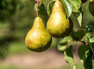 Two green pears hanging on a tree ready for harvest.