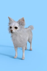 White Chihuahua on blue background
Illustration 3D