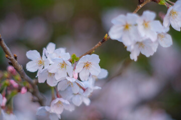桜