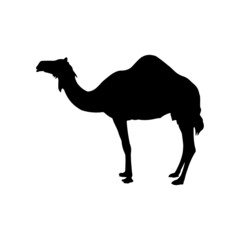 The Best Camel Silhouette Image With White Background