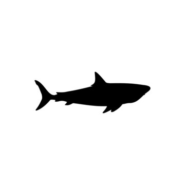 The Best Shark Silhouette Image With White Background