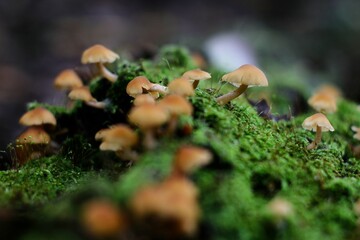 mushrooms in the forest