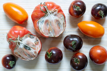 Halves of big red tomato covered in penicillin fungus mold. And colorful tomatoes of different varieties nearby. Storing natural organic vegetables concept