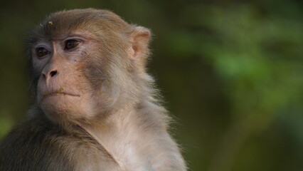 portrait of monkey