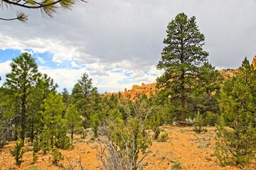 Red Canyon, Utah with its stunning hoodoo formations, red cliffs, pink soil, and ponderosa pines near Bryce Canyon National Park