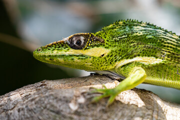 Cuban Night Anole Lizard Invasive Species