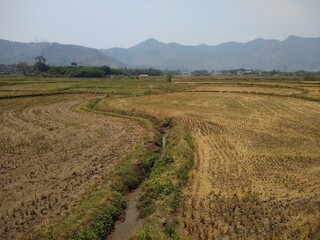 rice farming, paddy fields after harvesting, Thenkasi, Tamil Nadu
