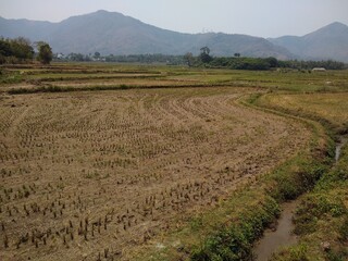 rice farming, paddy fields after harvesting, Thenkasi, Tamil Nadu