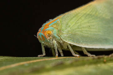 Colorful Leaf Hopper On a Leaf