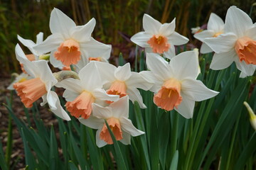 The Wild daffodil has narrow, grey-green leaves and a familiar daffodil flower, but with pale yellow petals surrounding a darker yellow trumpet.