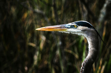 great blue heron
-Everglades National Park, Florida 