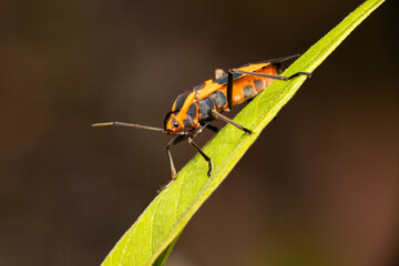 Milkweed Beetle on a Single Leaf