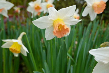 Narcissus pseudonarcissus is a small trumpet Daffodil with usually glaucous foliage and flowers with deep yellow trumpet and pale yellow perianth segments.