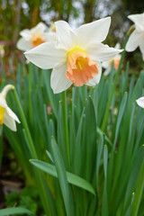Closeup Narcissus pseudonarcissus (Wild Daffodil).
