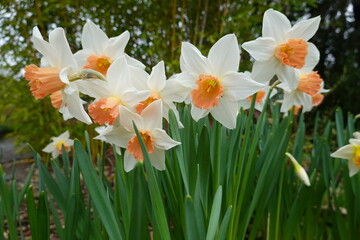 Fototapeta premium Narcissus pseudonarcissus (commonly known as wild daffodil or Lent lily) has pale yellow tepals, with a darker central trumpet.