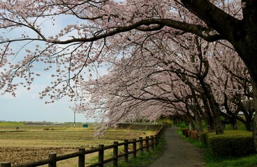 桜が満開　癒しの散策路　春の風景