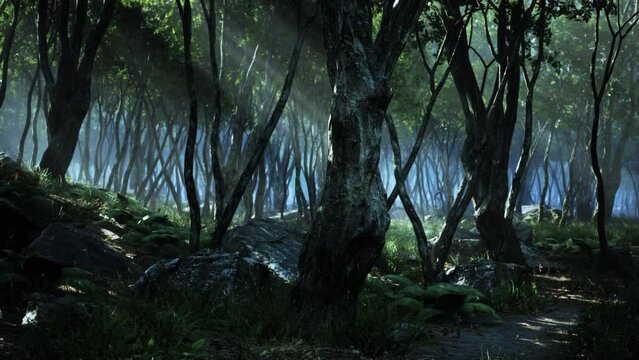 enchanted forest in magical light