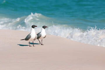 Pair of seagulls walking down the beach along the shoreline side by side