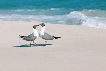 Pair of seagulls kissing on the beach next to the ocean
