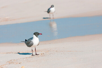 Seagull love story 