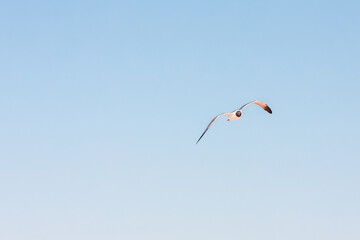 Seagulls flying along the ocean