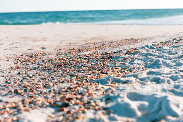 Beautiful shells scattered along the beach