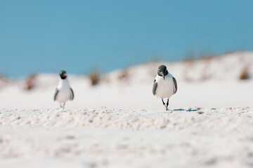 Two seagulls walking on the beach