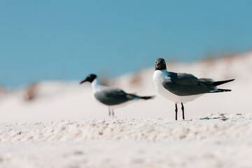 Two seagulls standing on the beach