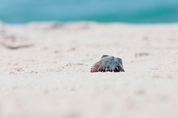 Colorful, beautiful seashell in the sand on the beach with ocean blur background 