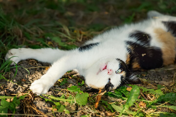 Tricolor lazy cat sleeps in shade grass on hot summer day. Siesta, afternoon rest, relaxation, stretching concept